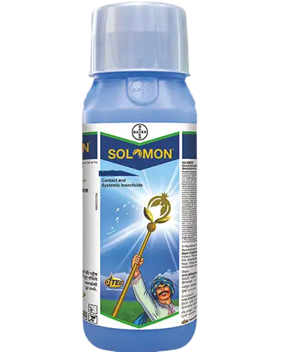 Solomon