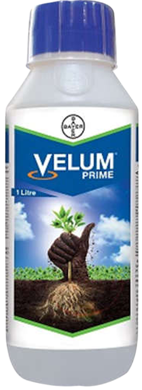 Velum Prime