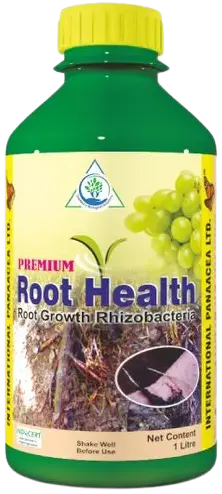 Root Health